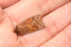 Eupsilia tristigmata