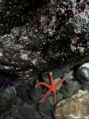 Henricia