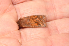 Eupsilia tristigmata