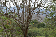 Pheucticus chrysogaster