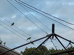 Amazona viridigenalis