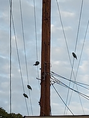 Amazona viridigenalis