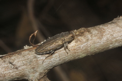 Chrysobothris basalis