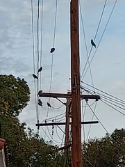 Amazona viridigenalis