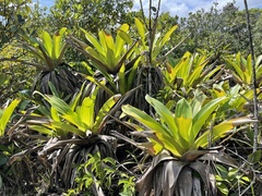 Brocchinia micrantha