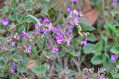 Mirabilis laevis