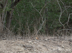 Pheucticus chrysogaster