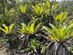 Brocchinia micrantha