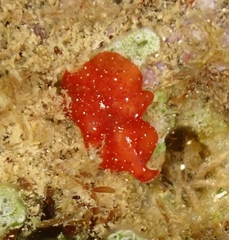 Pseudoceros rubronanus