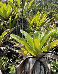Brocchinia micrantha