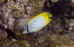 Chaetodon ocellatus