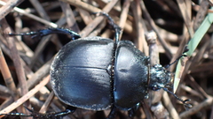 Chelotrupes