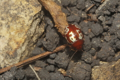 Calligrapha labyrinthica