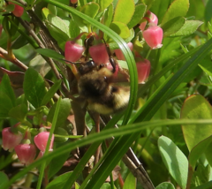 Bombus sitkensis