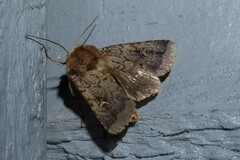 Proteuxoa tetronycha