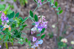 Lathyrus vestitus