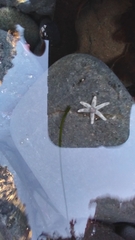 Leptasterias hexactis