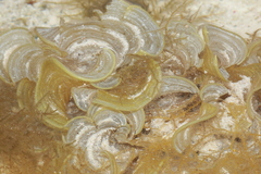 Ulvophyceae