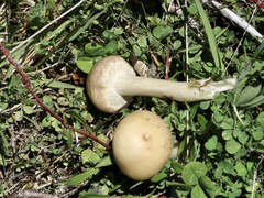 Agrocybe