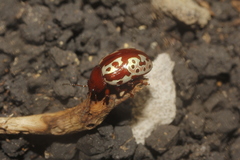 Calligrapha labyrinthica
