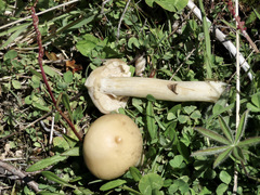 Agrocybe