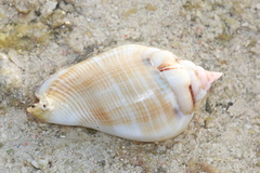 Gibberulus