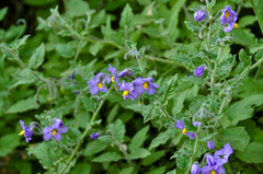 Solanum xanti