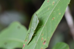Choeradodis rhomboidea