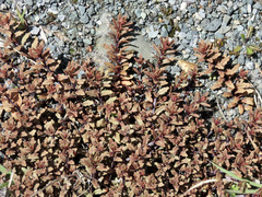 Epilobium melanocaulon