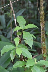 Choeradodis rhomboidea