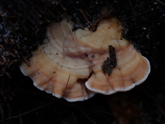 Bondarzewia berkeleyi
