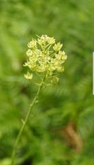 Melanthieae
