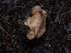 Bondarzewia berkeleyi