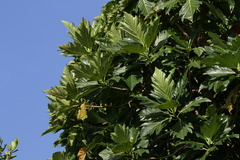Artocarpus altilis