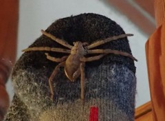Palystes superciliosus