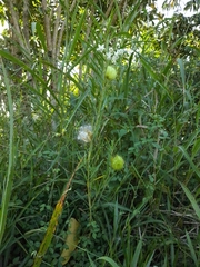 Gomphocarpus