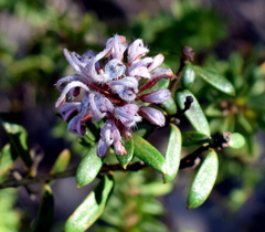 Grevillea sphacelata