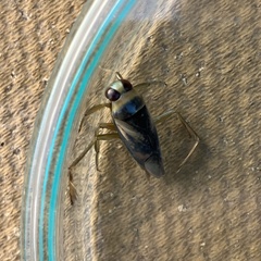 Notonecta maculata