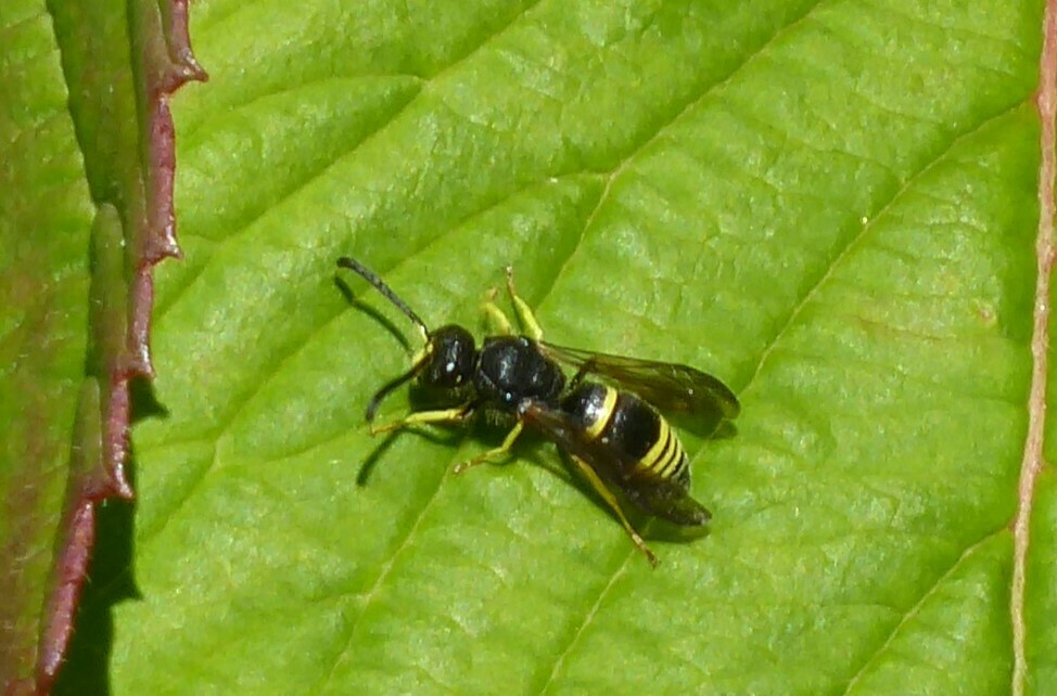 European tube wasp from Waikouaiti, New Zealand on December 22, 2022 at 0731 AM by Aalbert