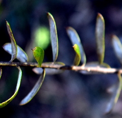 Grevillea sphacelata