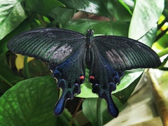 Papilio bianor