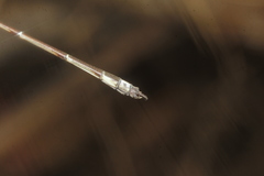 Lestes tenuatus