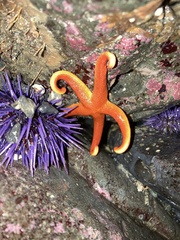 Henricia