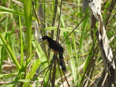 Donacobius atricapilla