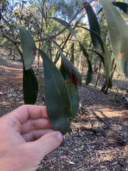 Acacia verniciflua
