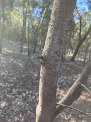 Acacia verniciflua