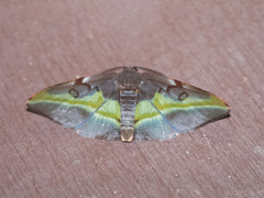 Hypochrosis cryptopyrrhata