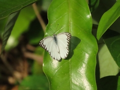 Appias libythea olferna