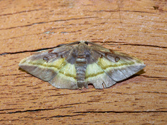 Hypochrosis cryptopyrrhata