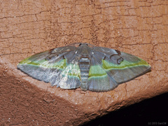 Hypochrosis cryptopyrrhata